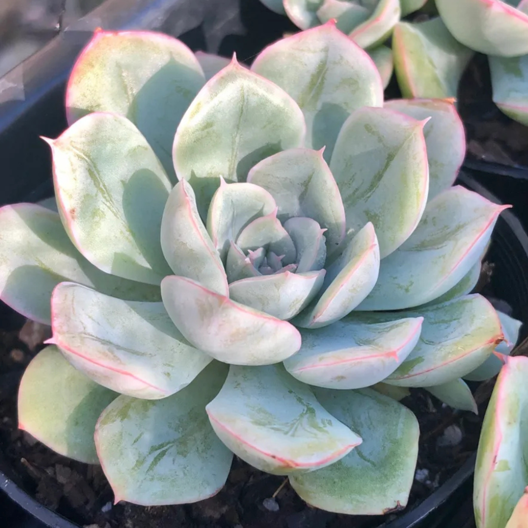 Echeveria Moon Fairy (Bare Rooted)