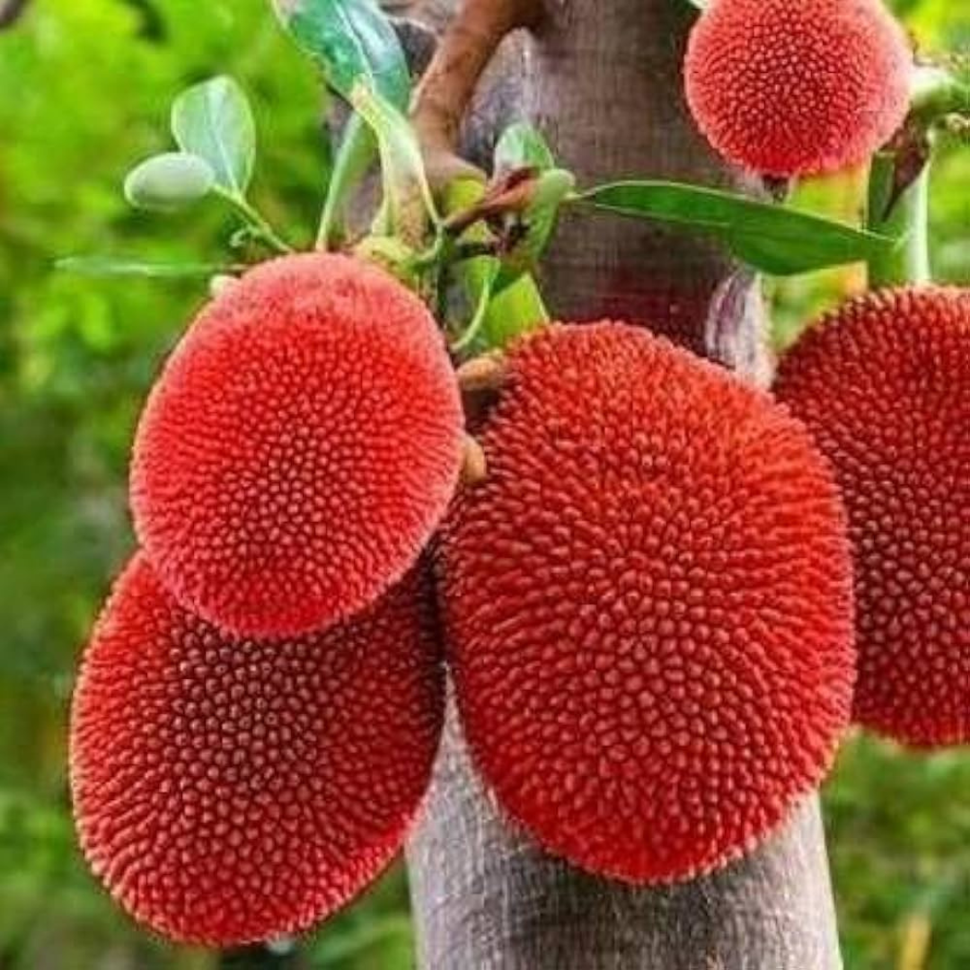 Red Jackfruit Grafted Tree