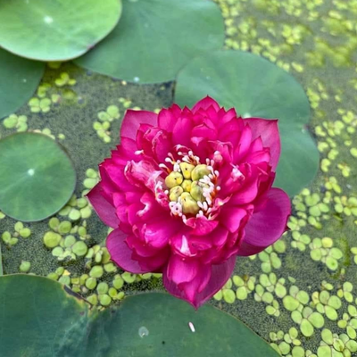 Red Ribbon Lotus Tuber