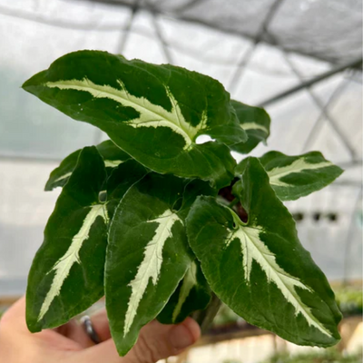 Syngonium Wendlandii