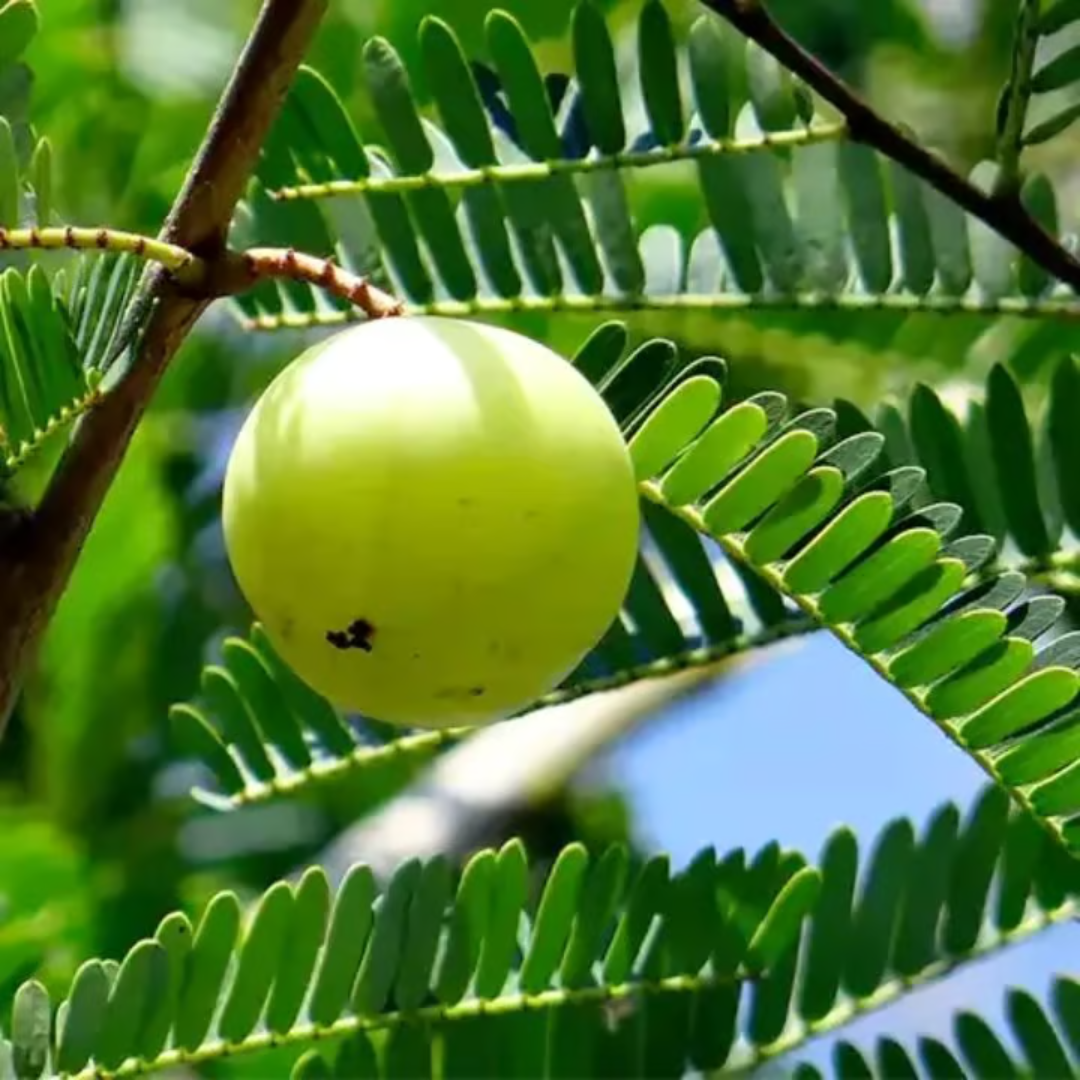 Green Amla Grafted Tree