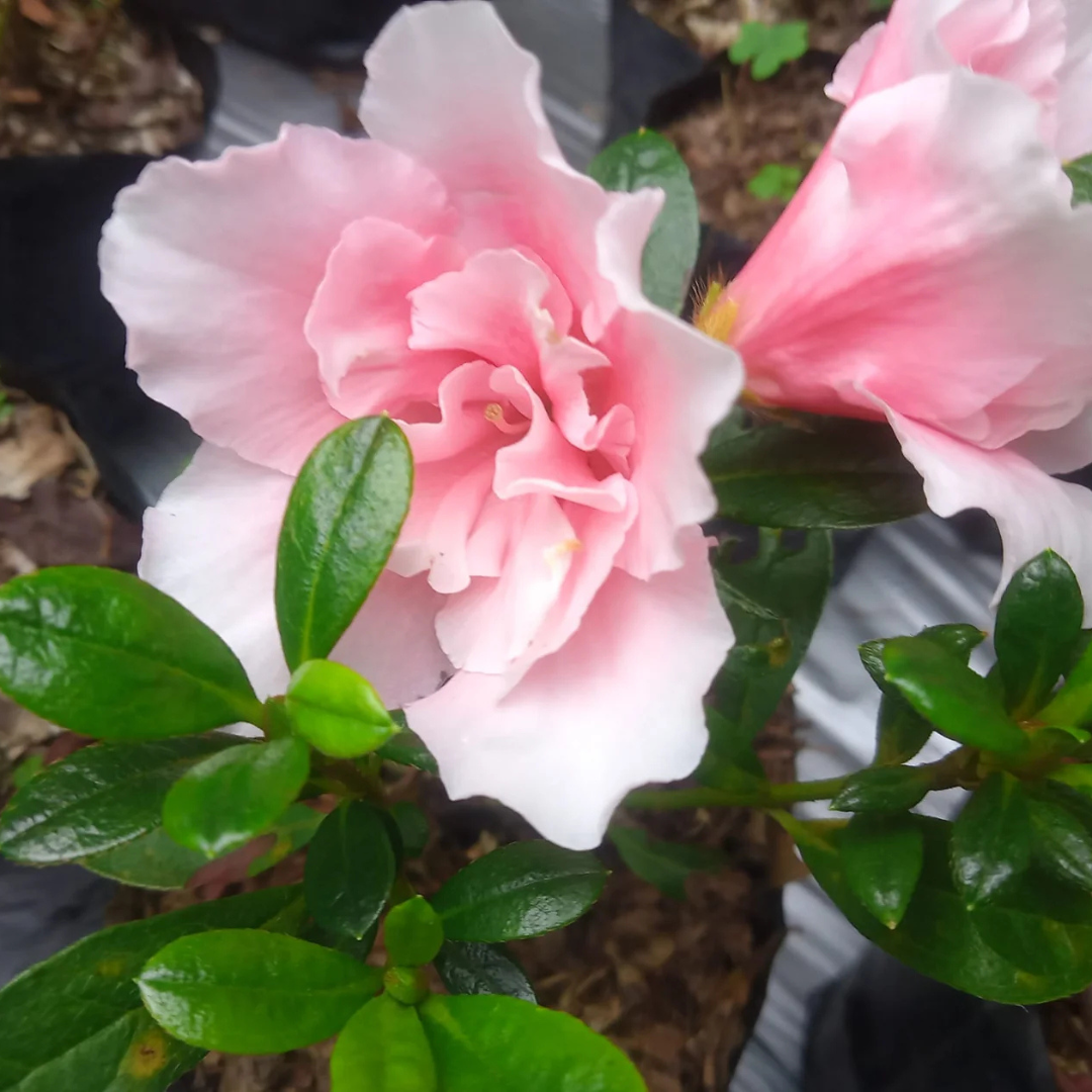 Azalea Light Pink Cock Flower Hybrid