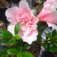 Azalea Light Pink Cock Flower Hybrid