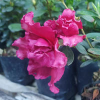 Azalea Baby Shanghai X Ruffles Plant