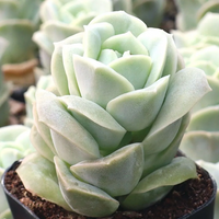 Echeveria Lovely Rose (Bare Rooted)