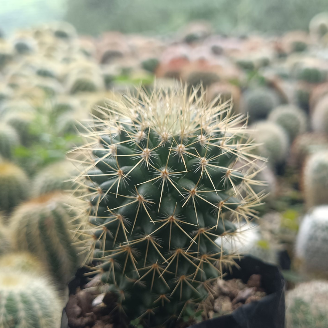 Mammillaria Pringlei Cactus (Bare Rooted)