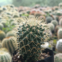 Mammillaria Pringlei Cactus (Bare Rooted)
