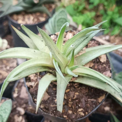 Haworthia Angustifolia (Bare Rooted)