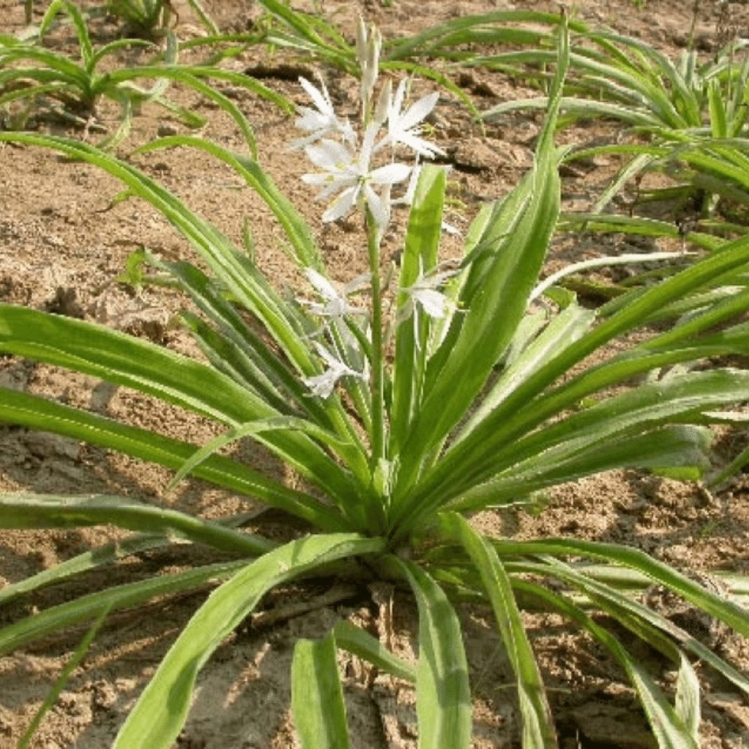 Safed Musli Bulbs