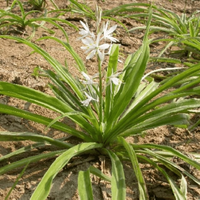 Safed Musli Bulbs