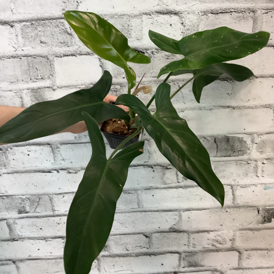 Philodendron Mexicanum