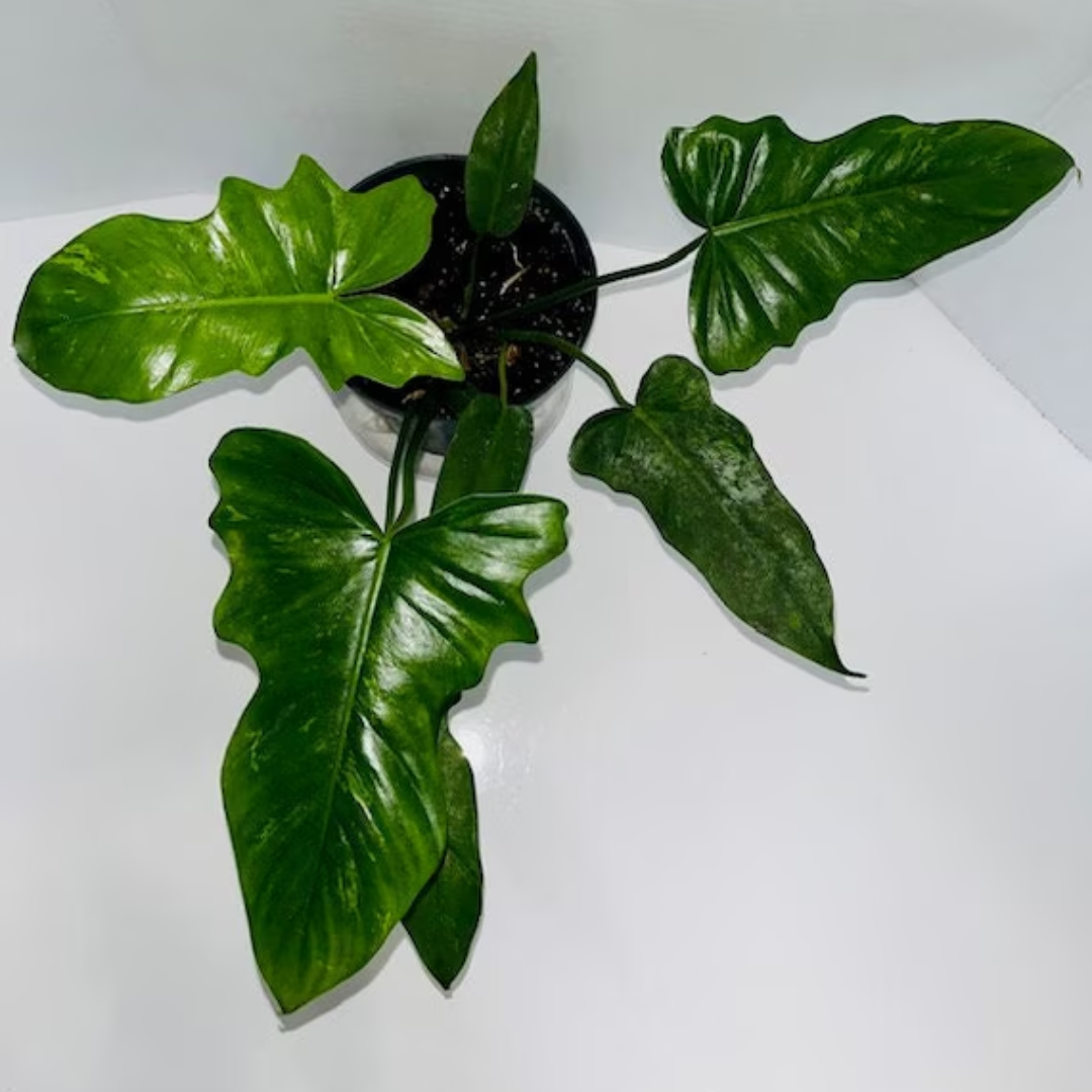 Philodendron Golden Dragon