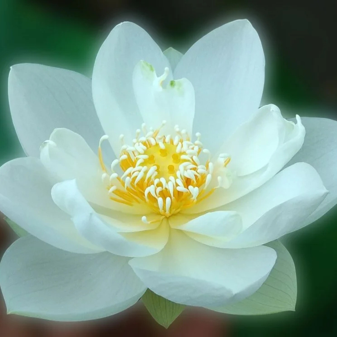 White Puff Lotus Tuber