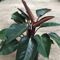 Philodendron Congo Rojo