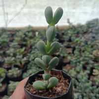 Corpuscularia lehmannii (Non-Variegated) (Bare Rooted)