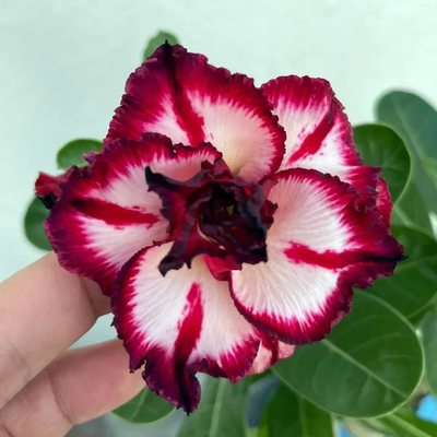 Adenium Rosy - Smoky Makeup Bare Rooted Plant (Grafted)