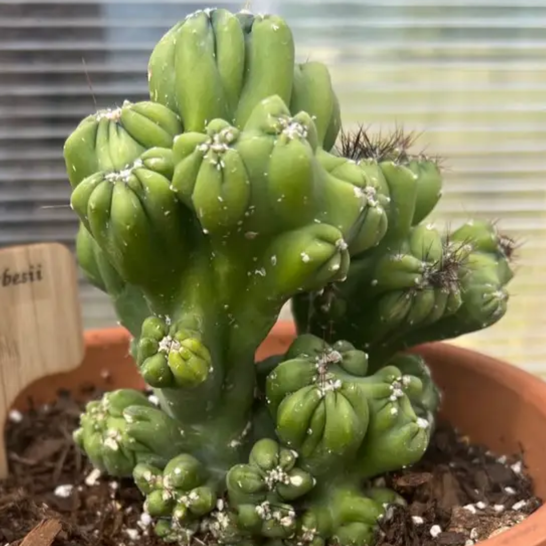 Cereus Forbesii Monstrose (Bare Rooted)