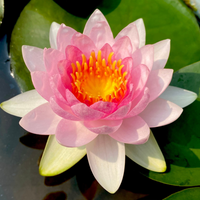 Madame Wilfron Gonnère Hardy Waterlily