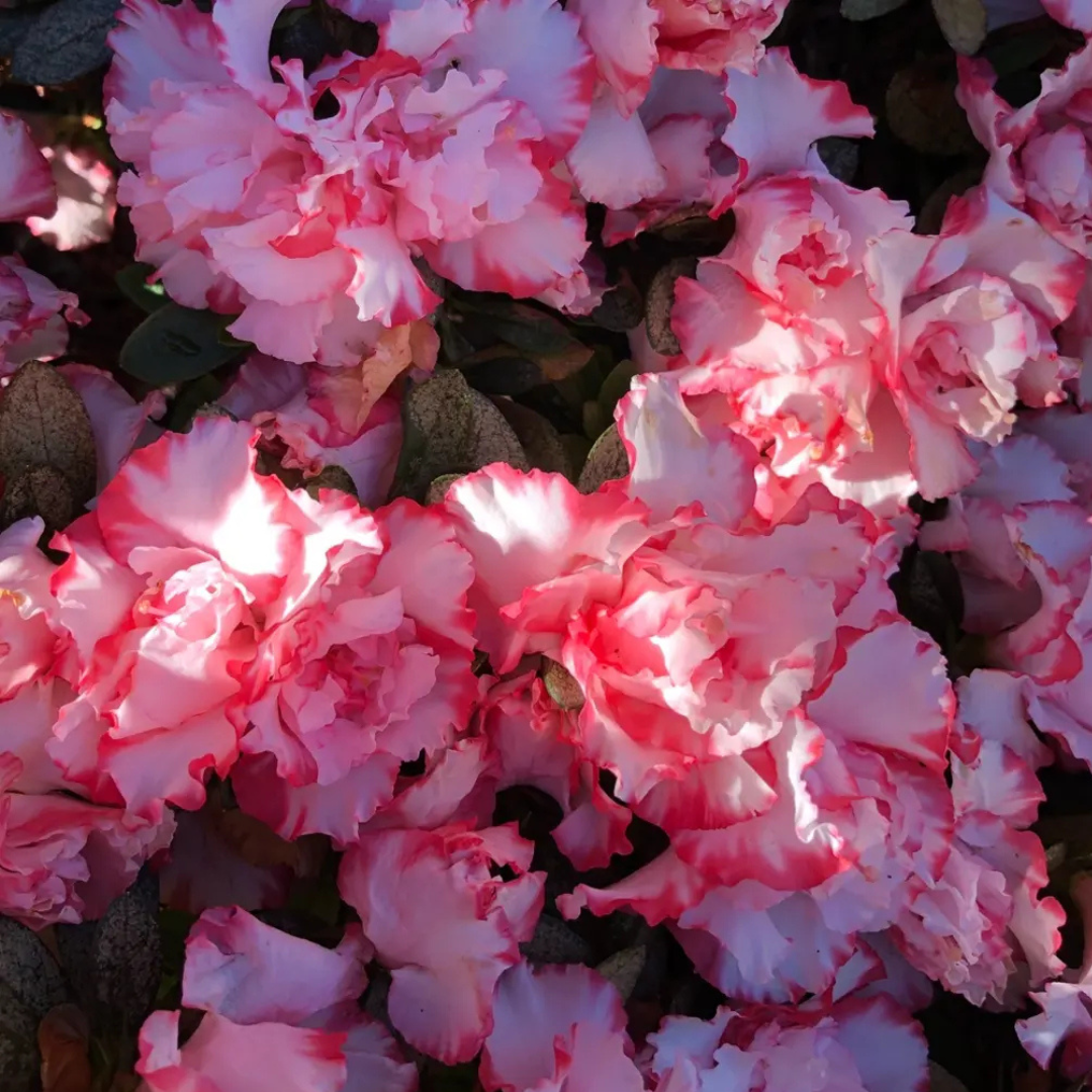 Azalea Leopold Astrid (Double Flower) Plant