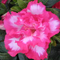 Azalea John Hearrens (Double Flower) Plant