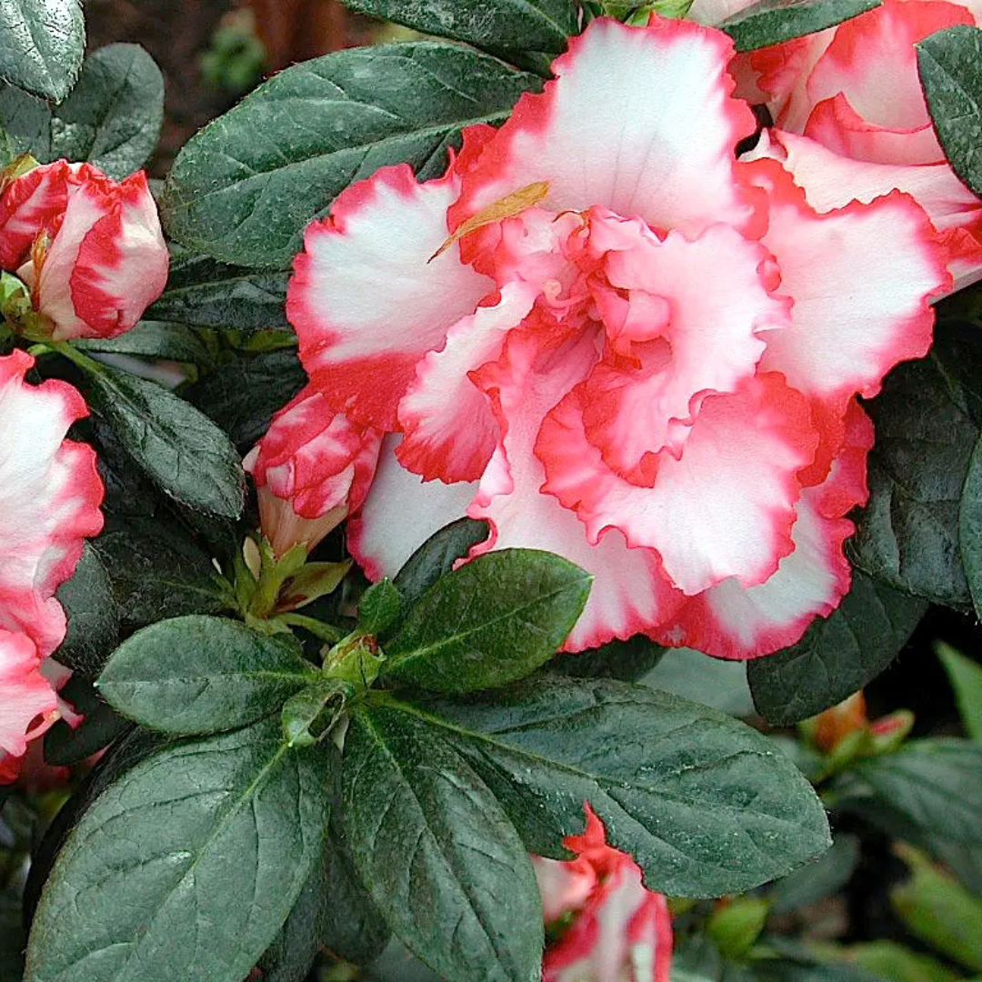 Azalea Albert Elizabeth