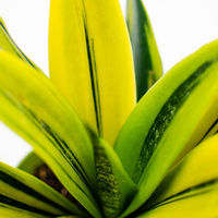 Sansevieria Flame (Potted)