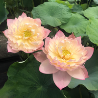 Jin Se Lotus Tuber