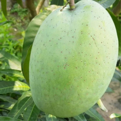 4 kg Mango Grafted Tree