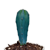 Myrtillocactus Geometrizans (Blue Candle Cactus) Small