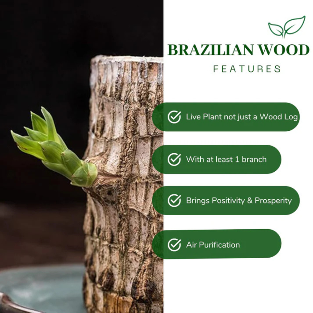 Brazilian Wood Plant – Indian Mini (2 pcs)