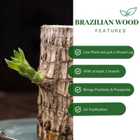 Brazilian Wood Plant - Indian(Bloomed)