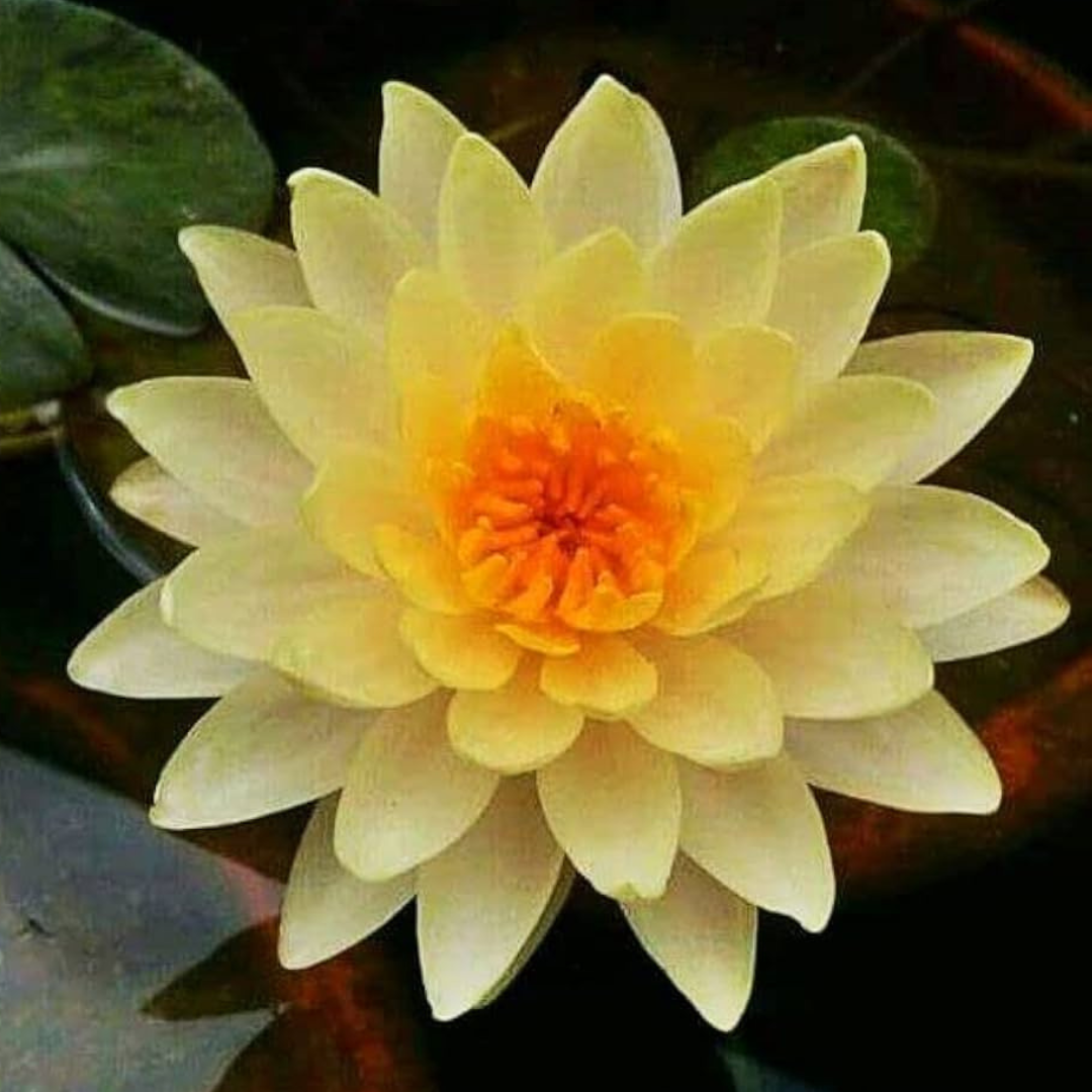 Clyde Ikins Hardy Waterlily