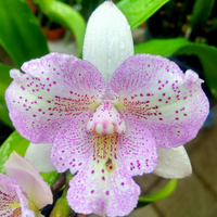 Cattleya Chantley Lace (Blooming Size)