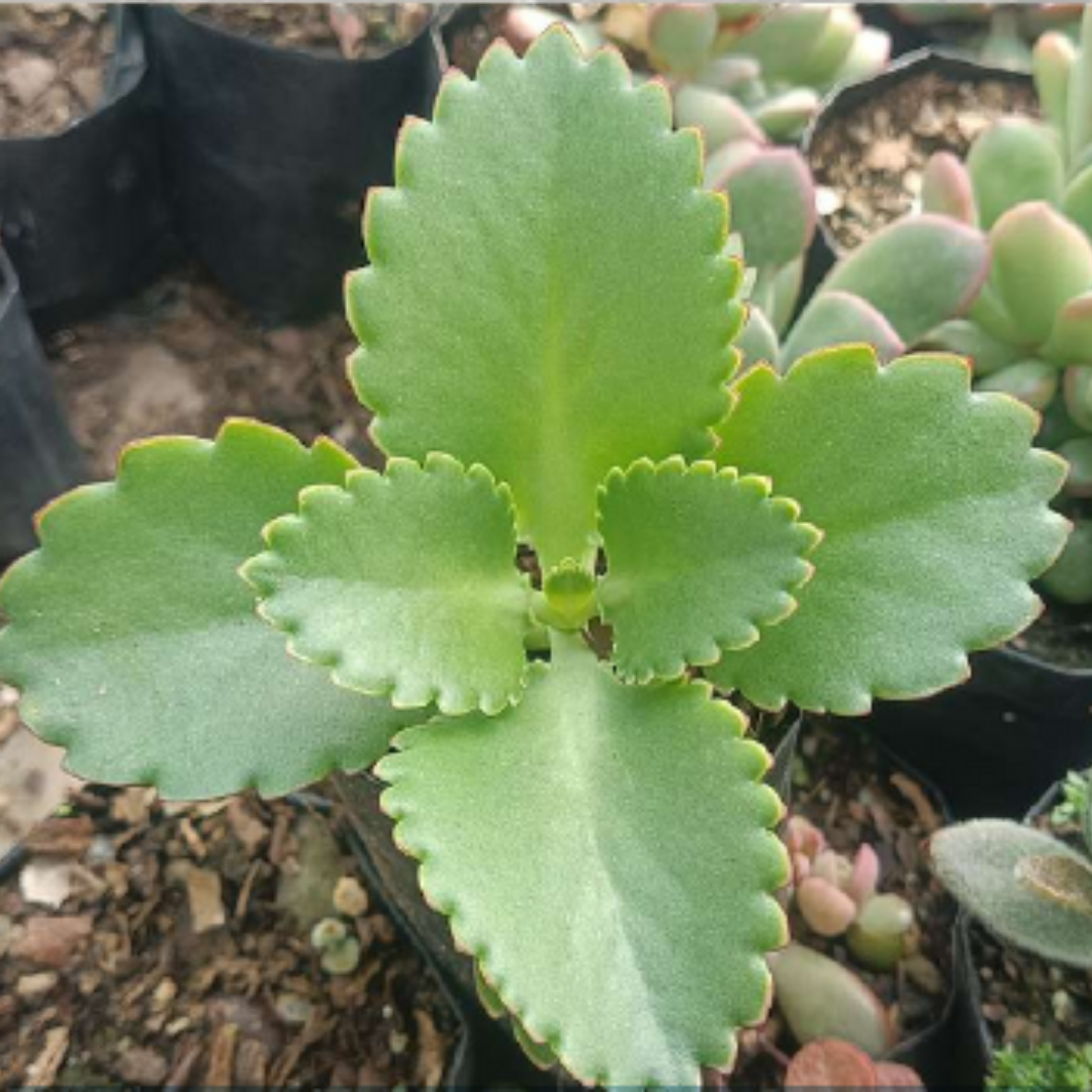 Mother of Thousands (Bare Rooted)