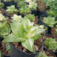 Variegated Haworthia Cymbiformis (Bare Rooted)