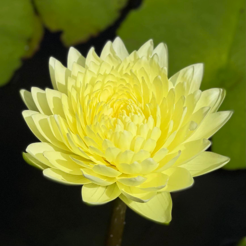Poovadol Tropical Waterlily