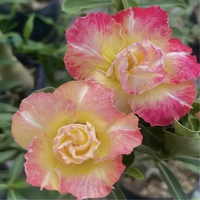 Adenium Rosy - Morina Bare Rooted Plant (Grafted)