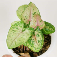 Syngonium Mini allusion