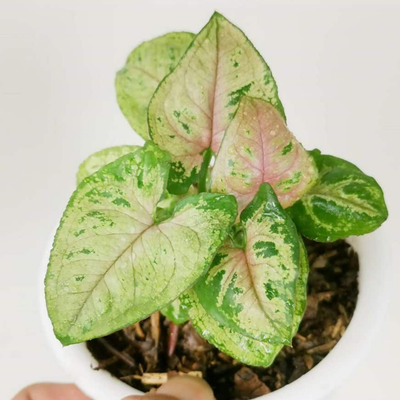 Syngonium Mini allusion