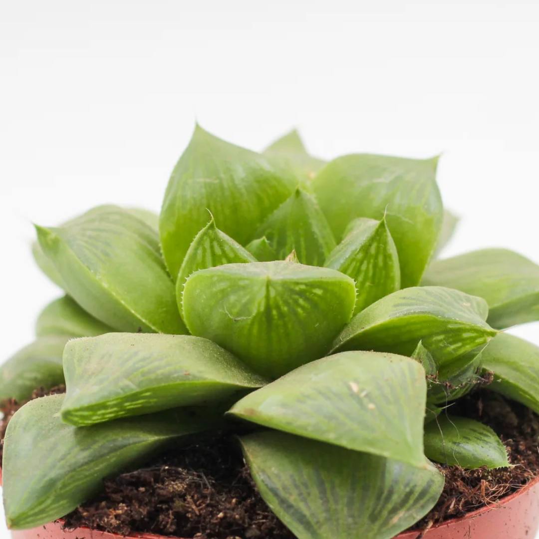 Haworthia Cymbiformis (Bare Rooted)