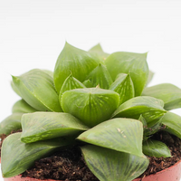 Haworthia Cymbiformis (Bare Rooted)