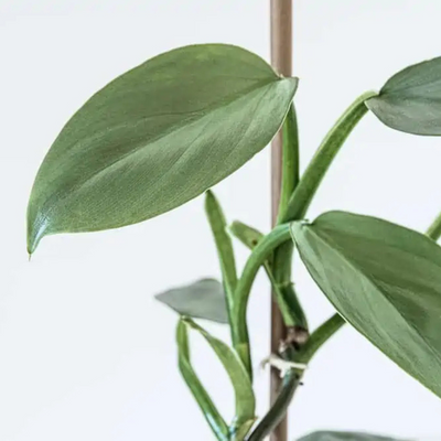 Philodendron Hastatum Silver
