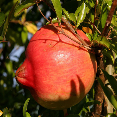 Ganesh Anar Grafted Tree