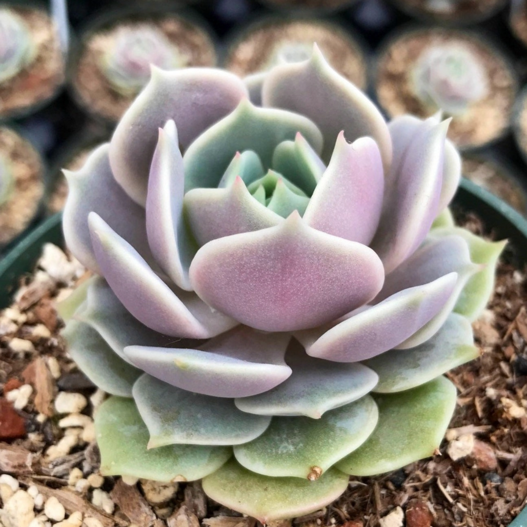 Echeveria Lola (Bare Roooted)
