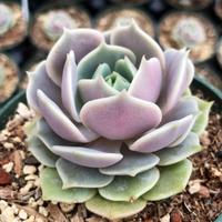 Echeveria Lola (Bare Roooted)