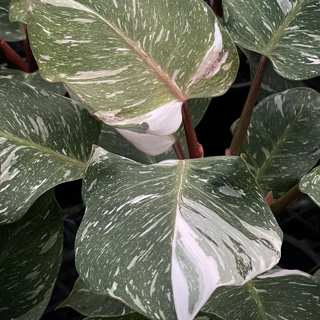 Philodendron White Knight Marble
