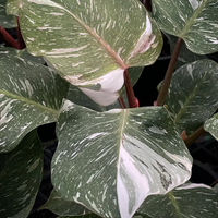 Philodendron White Knight Marble