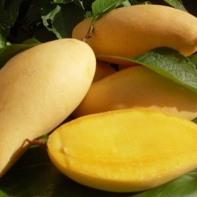 Nam Doc Mai Mango Grafted Tree