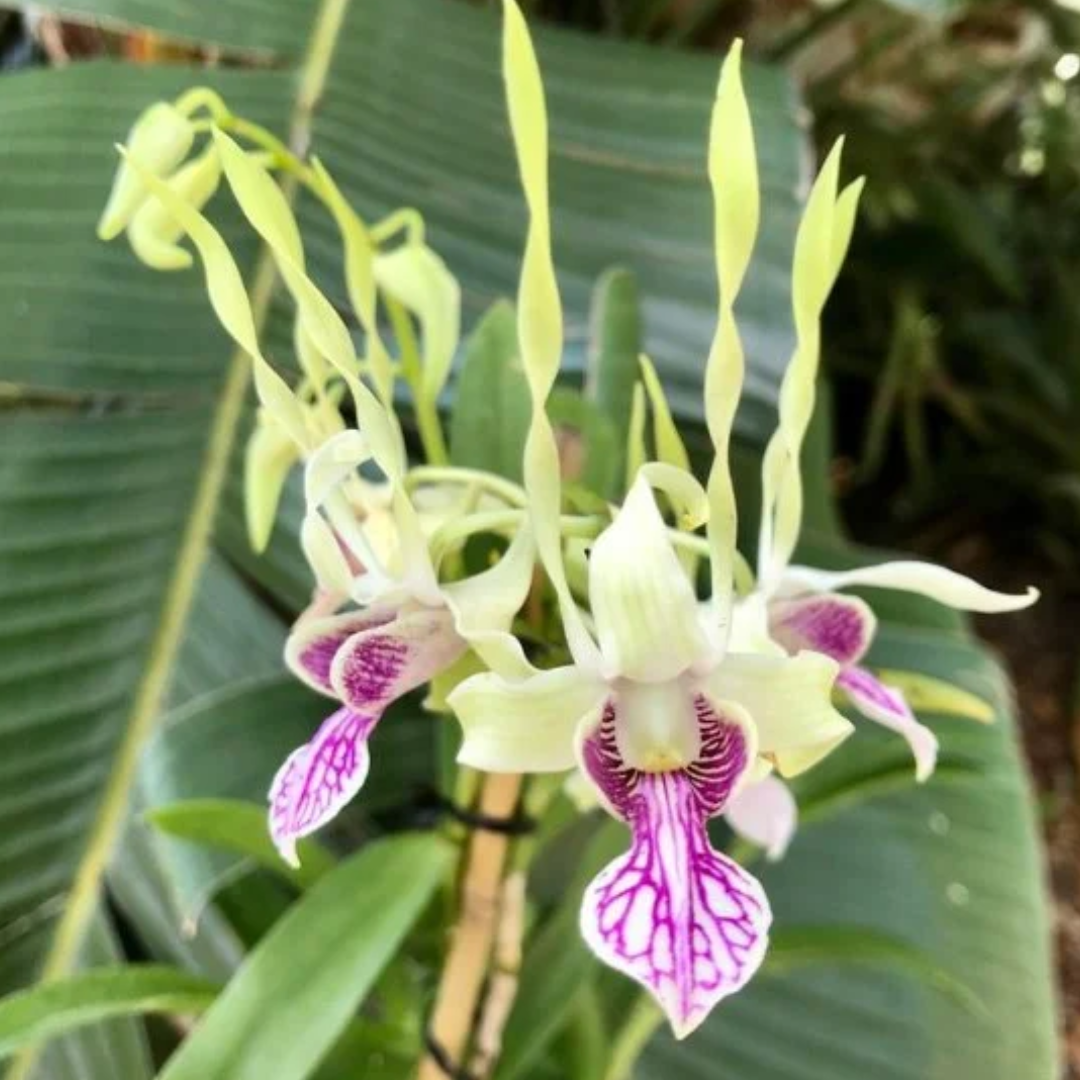 Dendrobium Rabbit Pink (Blooming Size)