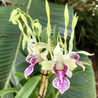 Dendrobium Rabbit Pink (Blooming Size)
